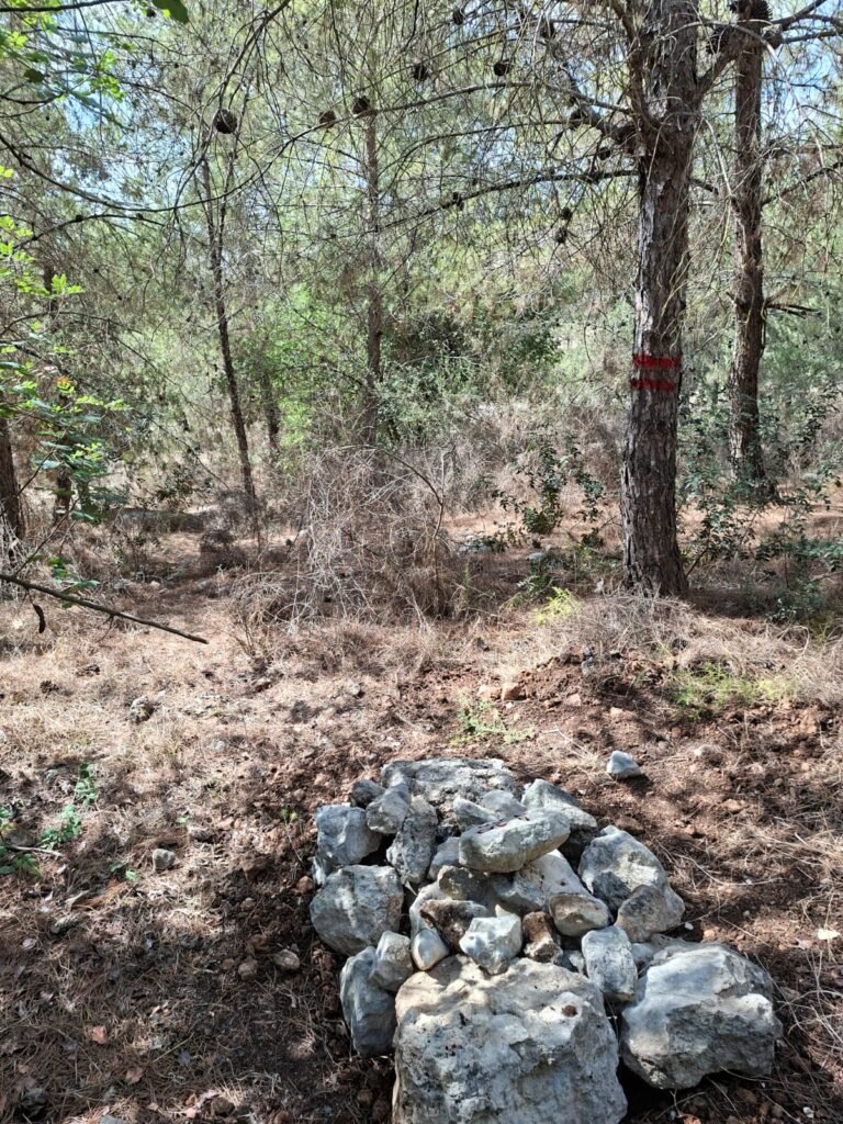 קבר של כלב בטבע
